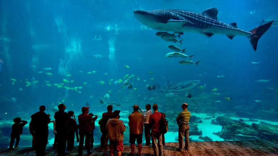 Atlanta-Georgia-Aquarium-Guests-Whale-Shark.jpg