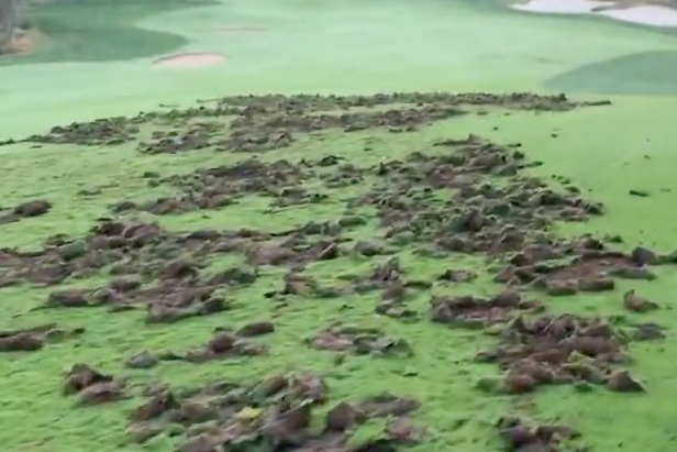 Herd of javelina absolutely massacre top-25 Arizona golf course