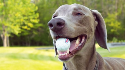 Meet Viktor: The Golf-Loving Dog