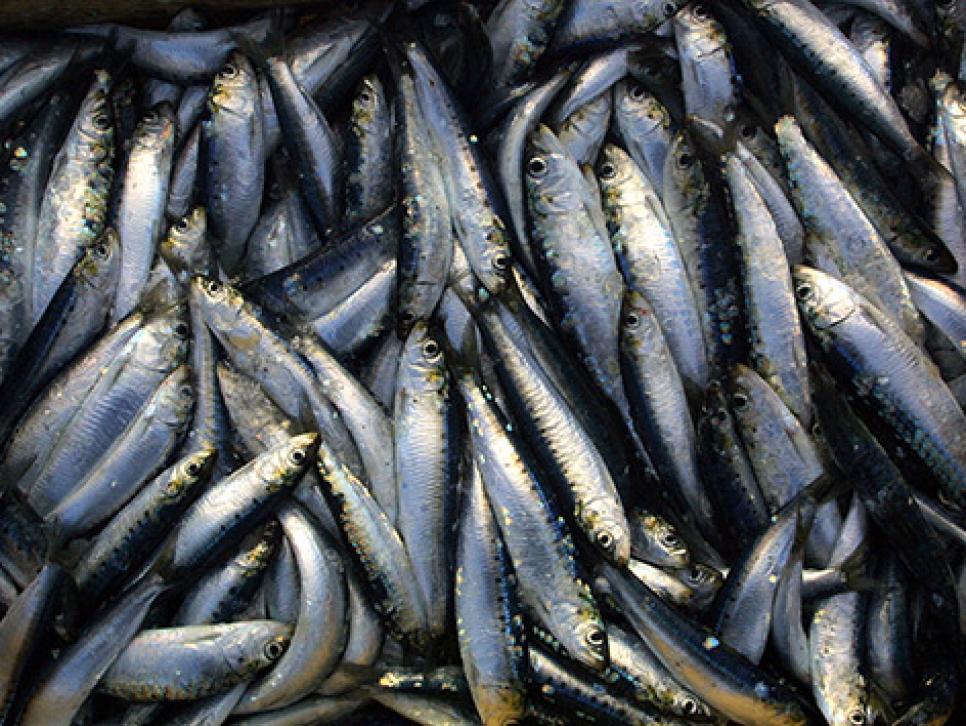 /content/dam/images/golfdigest/fullset/2015/07/20/55ad7257add713143b423c6e_blogs-the-loop-the-loop-nutrition-sardines.jpg