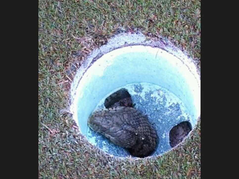 /content/dam/images/golfdigest/fullset/2015/07/20/55ad7304add713143b4247cb_blogs-the-loop-blog-snake-hole-0317.jpg