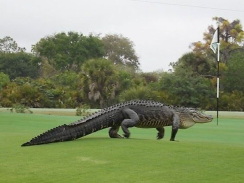 /content/dam/images/golfdigest/fullset/2015/07/20/55ad7304b01eefe207f69a18_blogs-the-loop-blog-gator-0317.jpg