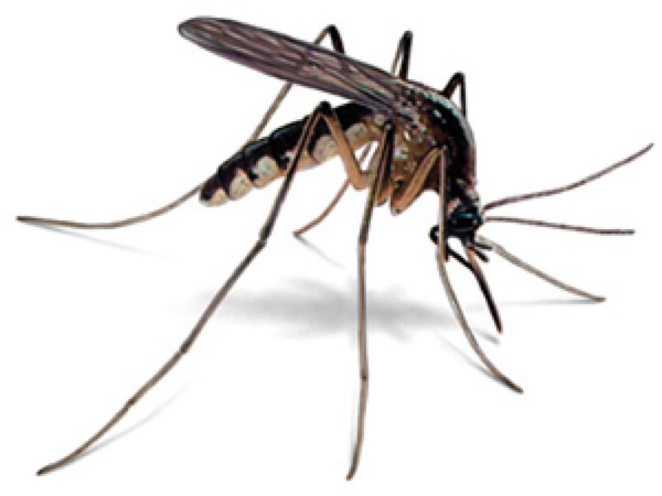 /content/dam/images/golfdigest/fullset/2015/07/20/55ad730eadd713143b424870_blogs-the-loop-the-loop-health-mosquito.jpg