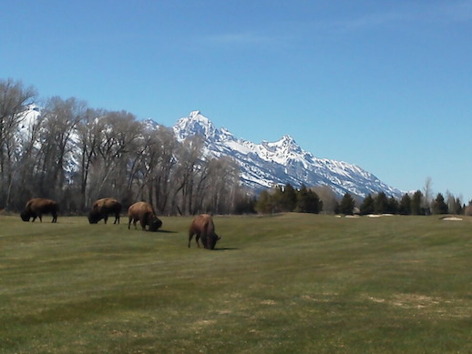 /content/dam/images/golfdigest/fullset/2015/07/20/55ad7947add713143b429925_blogs-the-loop-assets_c-2014-05-bison-thumb-518x389-134773.jpg