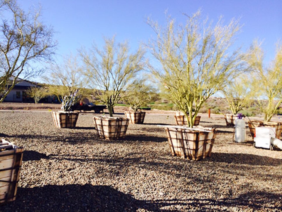 /content/dam/images/golfdigest/fullset/2015/07/20/55ad7c82b01eefe207f71342_blogs-the-loop-assets_c-2015-02-wickenburg-trees-560-thumb-560x420-142077.jpg