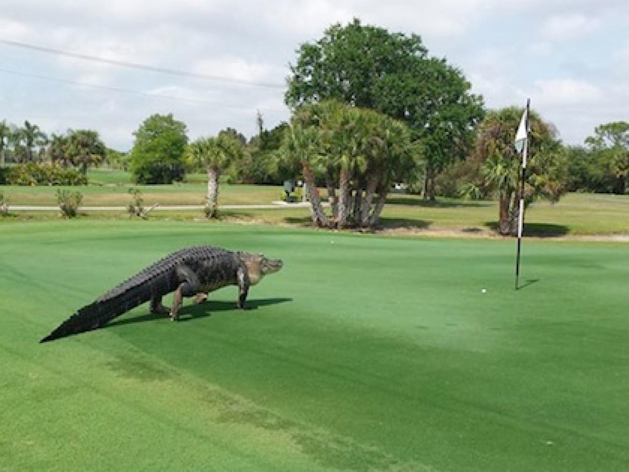 This alligator walking across a golf course looks like a monster from