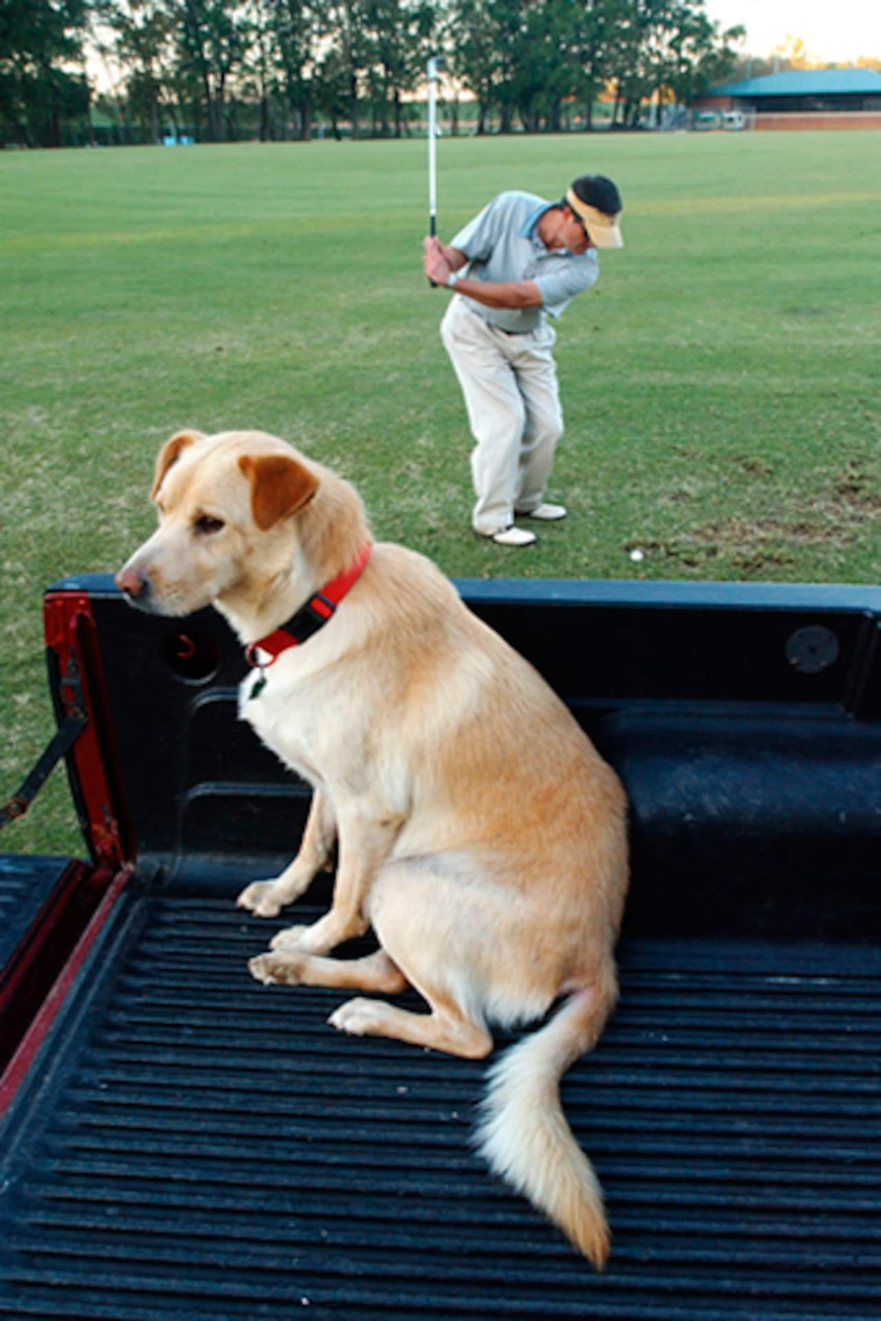 Photos Dogs and Golf A collection of dogs on and off the course