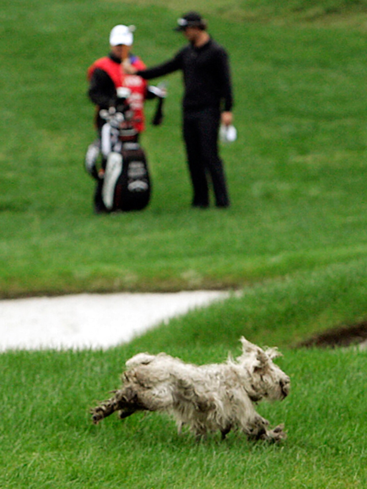 Photos Dogs and Golf A collection of dogs on and off the course