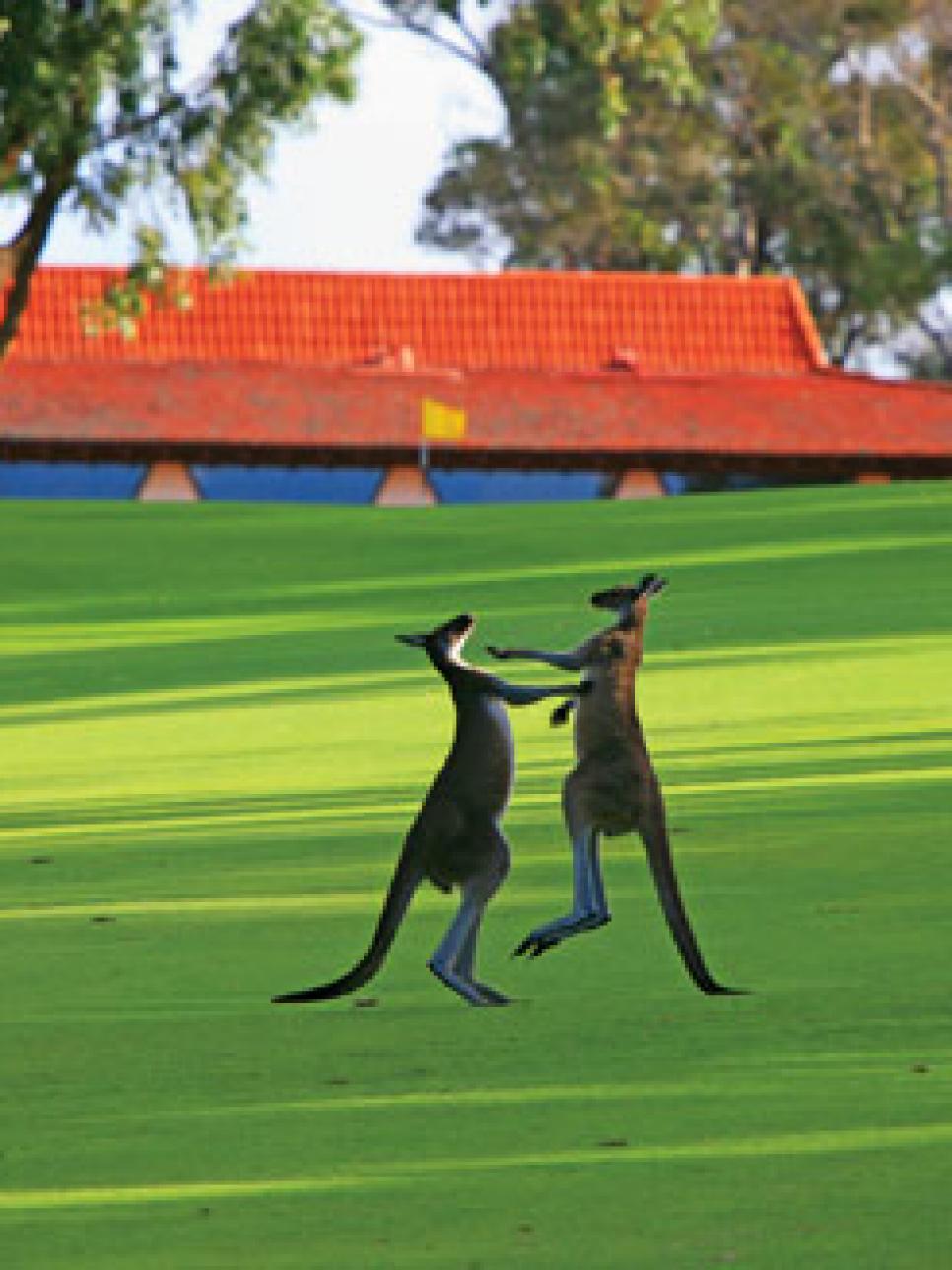courses-2012-05-coar02_australia_kangas.jpg