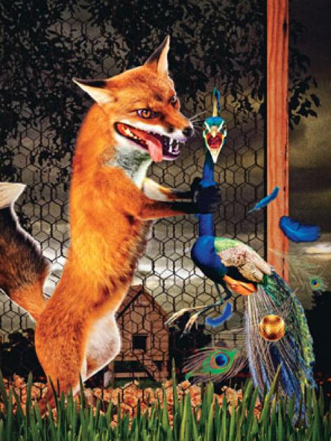 The Fox & The Peacock