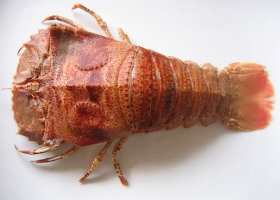 Moreton Bay Bugs (Adam Scott, 2014)