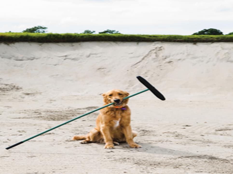 /content/dam/images/golfdigest/fullset/2015/07/21/55adb1f9add713143b447e01_magazine-2014-12-maar04-dogs.jpg