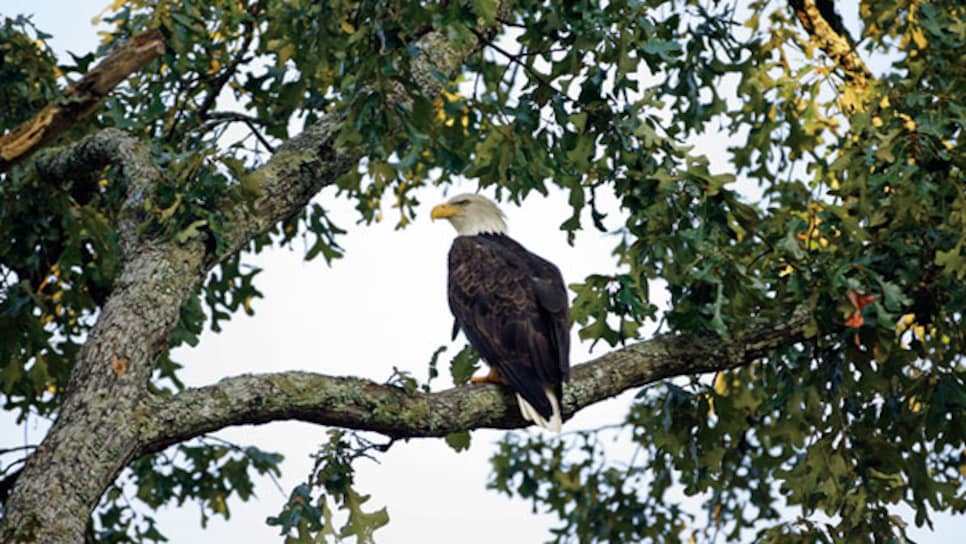 courses-2013-11-coar02-bear-trace-harrison-bay-eagle.jpg