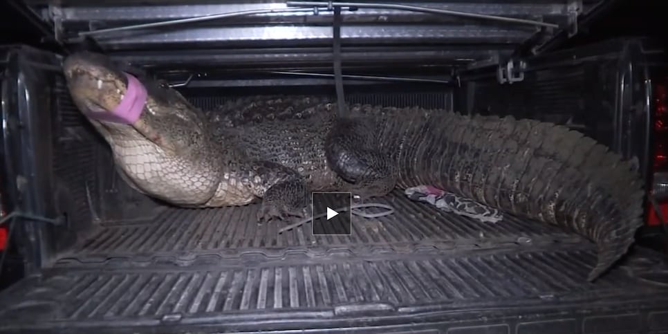 Absolute unit of a gator spotted on Florida golf course sparks viral  reaction, This is the Loop