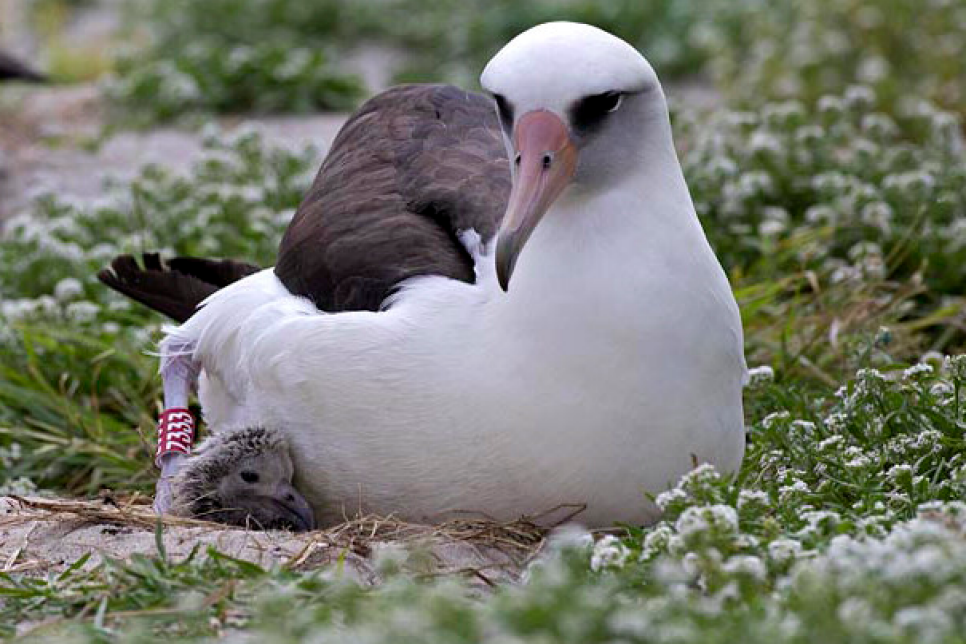 151202-wisdom-albatross.png