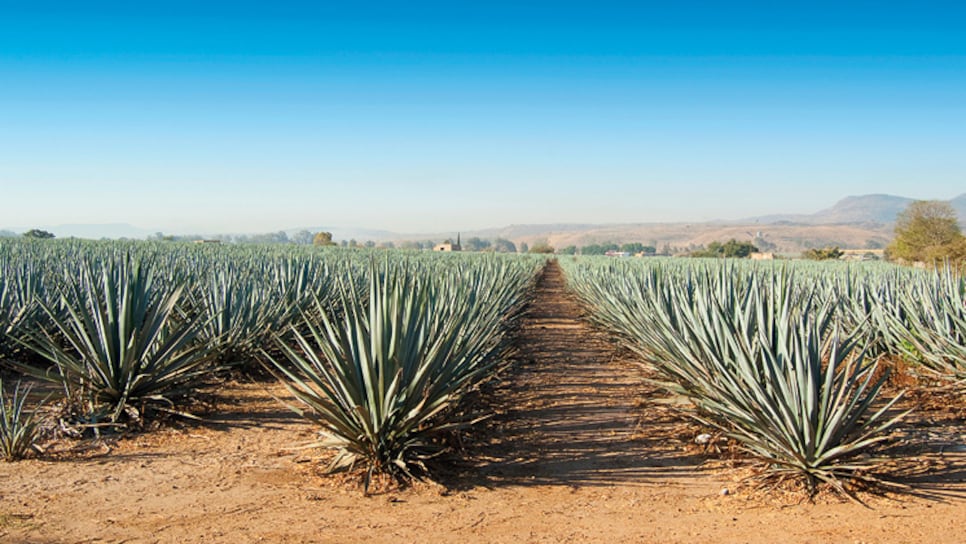 Agave-Plants-Jalisco-Mexico.jpg