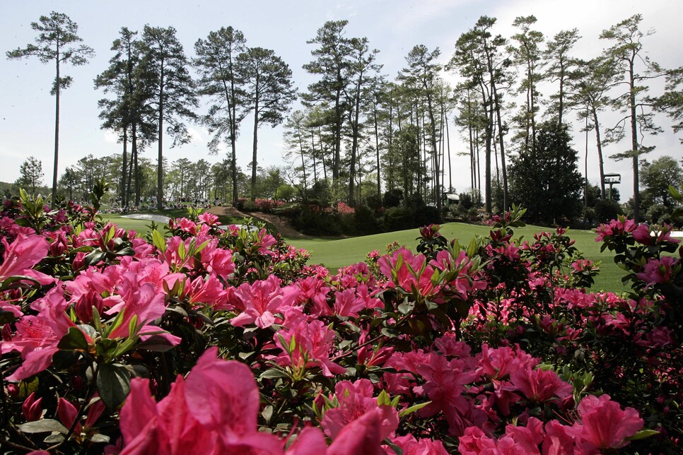 Augusta National azaleas.jpg