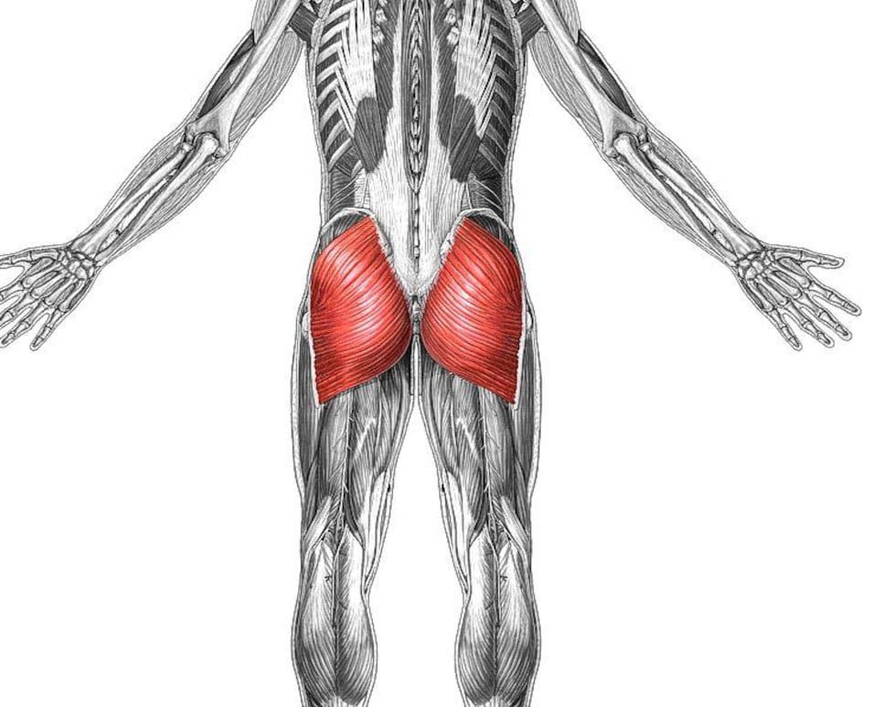 Glute muscles.jpg