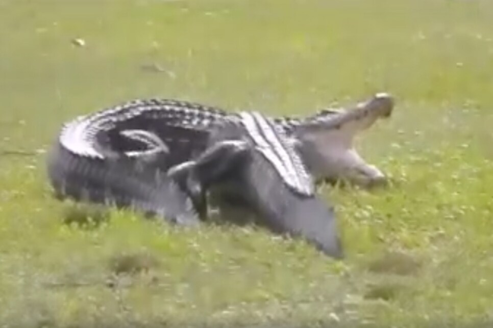 Alligators.jpg