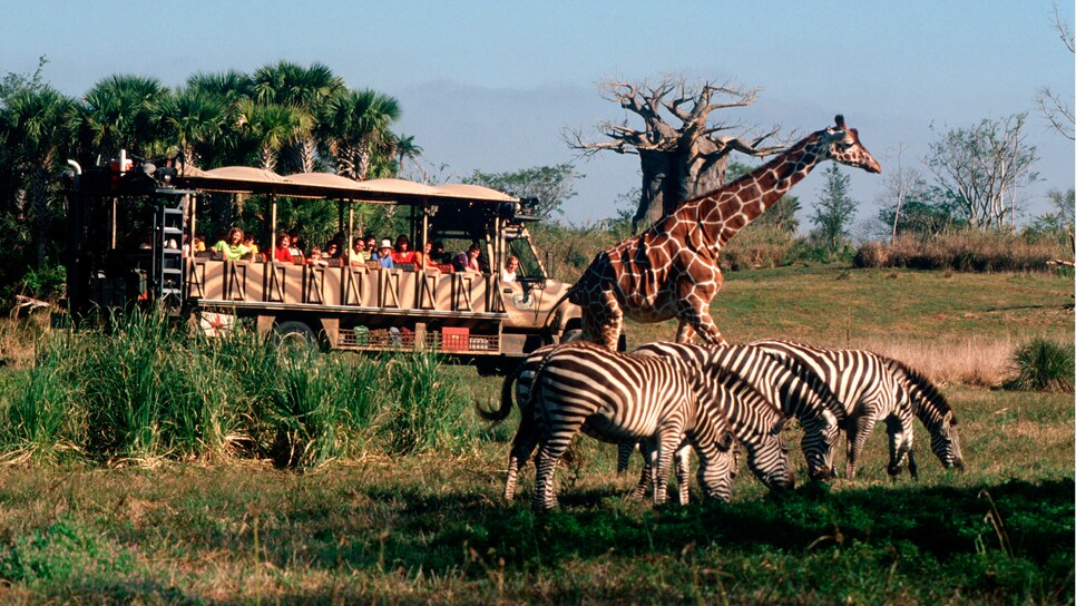 Orlando-What--To-Do-Kilimanjaro-Safaris.jpg