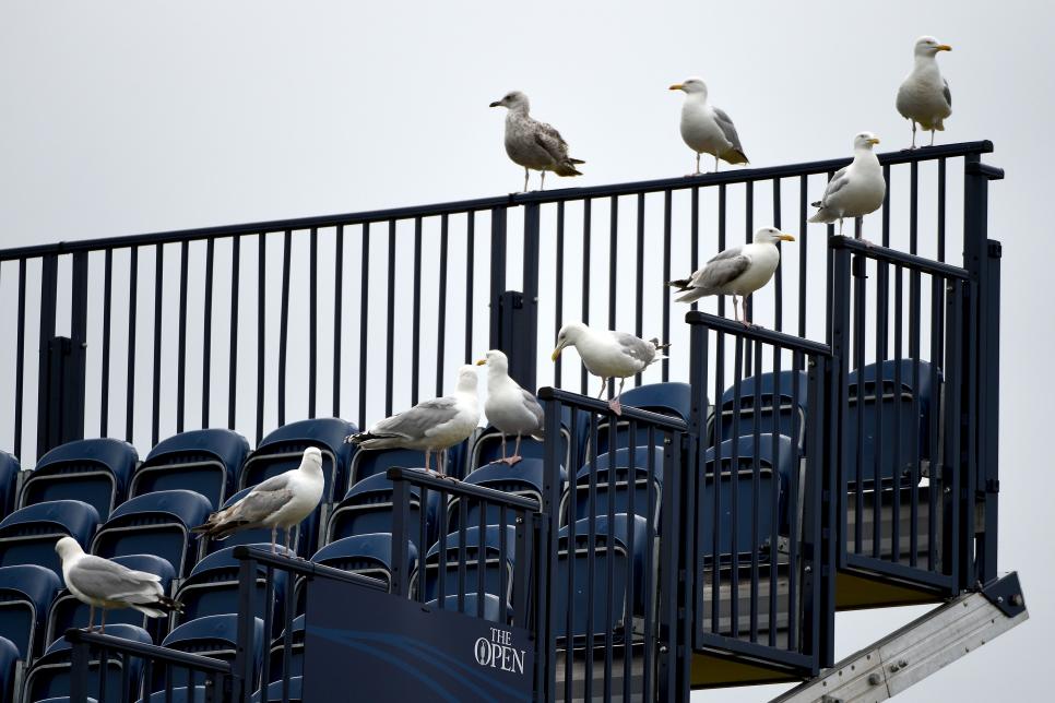 seagulls-british-open.jpg