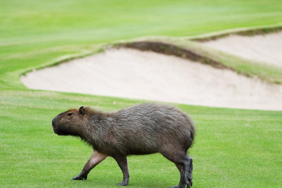 Capybaras, among other wildlife, become stars of the Olympic golf course |  This is the Loop | Golf Digest