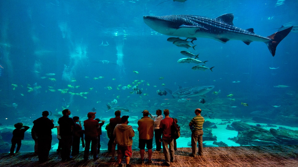 Atlanta-Georgia-Aquarium-Guests-Whale-Shark.jpg