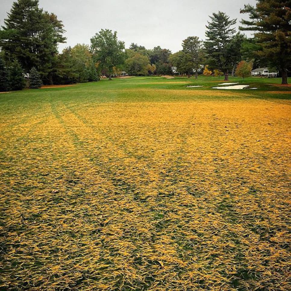 Shorehaven-GC-pine-needles-10-24-instagram.jpg