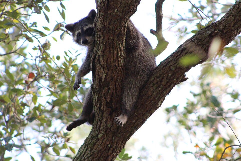 Environmental-Leaders-Broken-Sound-raccoon-Kyle-Asbury.jpg