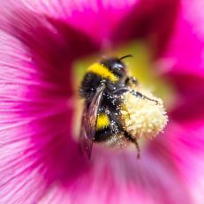 A bumblebee gathers pollen from a pink hollyhock in Godewaersvelde, northern France, on July 31, 2015. AFP PHOTO / PHILIPPE HUGUEN        (Photo credit should read PHILIPPE HUGUEN/AFP/Getty Images)