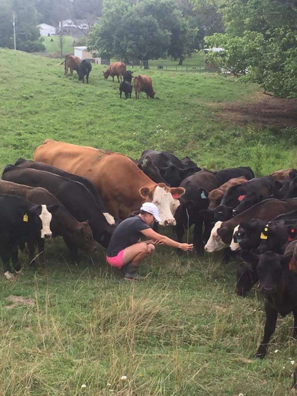 rachel_rohanna_cows.jpg