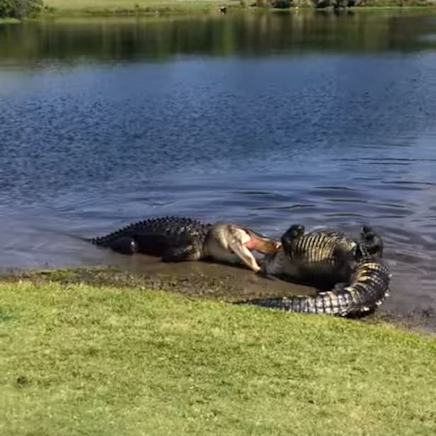 Watch two gators get into a fight on a North Carolina golf course ...