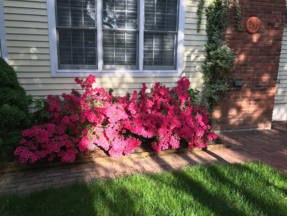 170523-azaleas.jpg