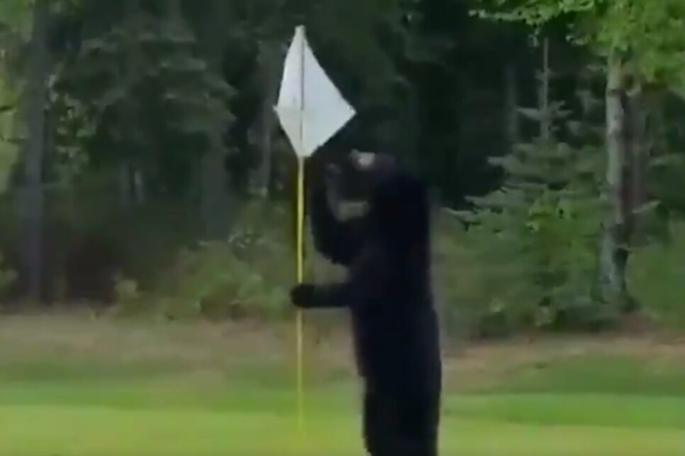 170605-bear-flagstick.png