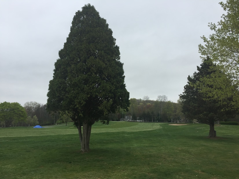 Are trees really 90 percent air? An investigation | Golf 