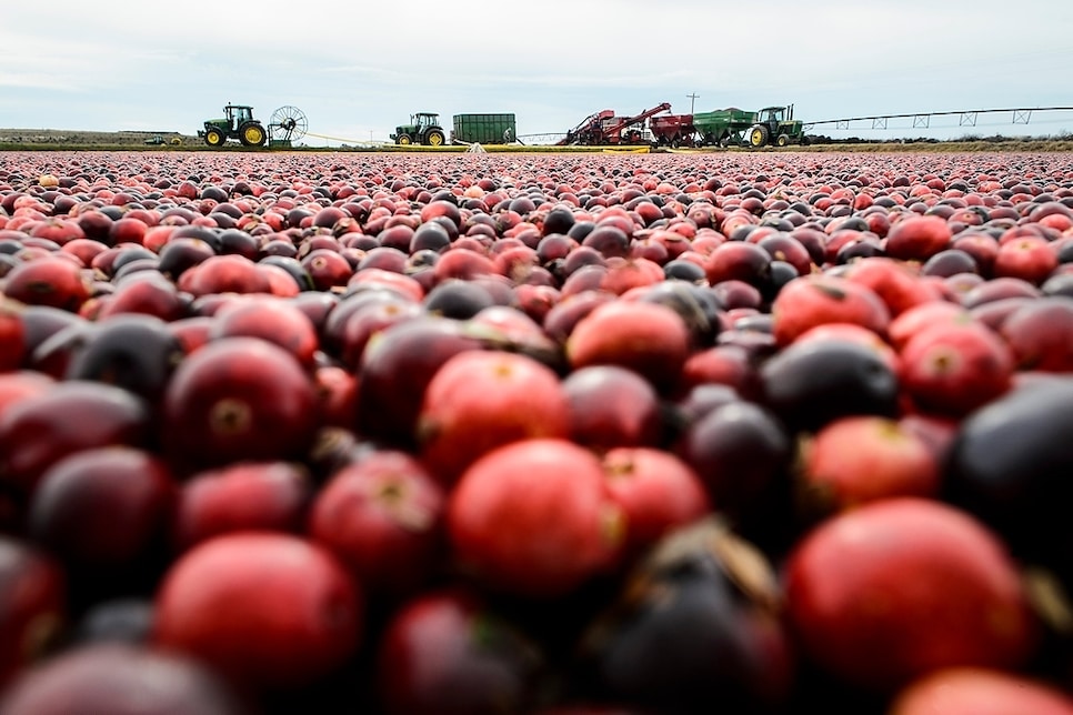 cranberry_harvest15_9616