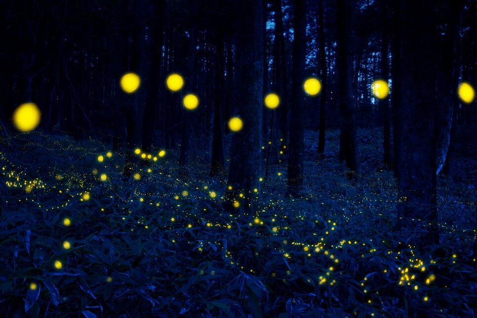 Firefly insect