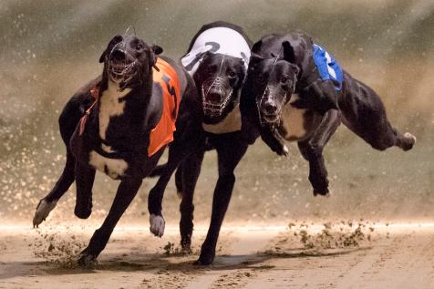 Champion racing greyhound tests positive for cocaine