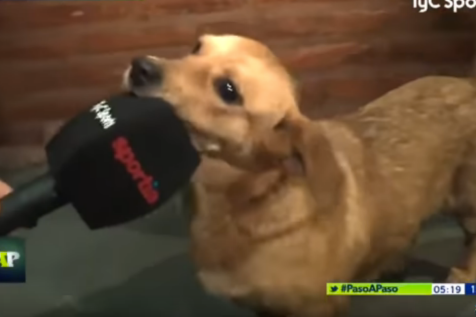 Pitch-invading Good Dog delivers best press conference interview by an animal ever