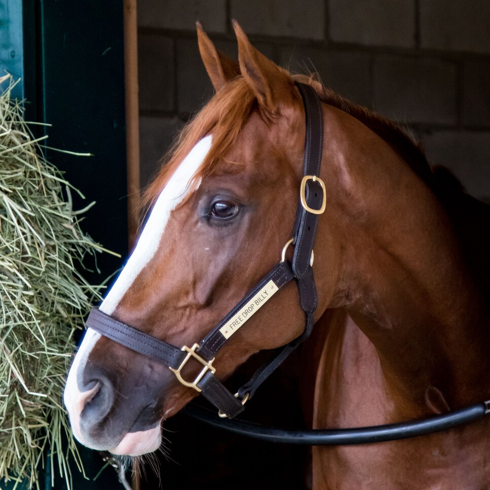 2017 Breeders' Cup World Championships at Del Mar - Previews