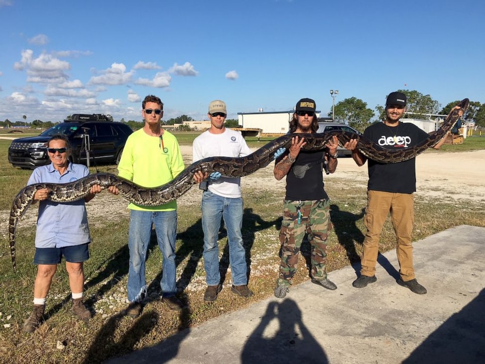 Inside the weird, wild world of statesanctioned Florida python hunting