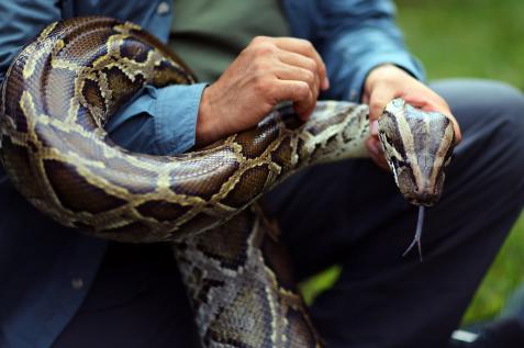Inside the weird, wild world of state-sanctioned Florida python hunting