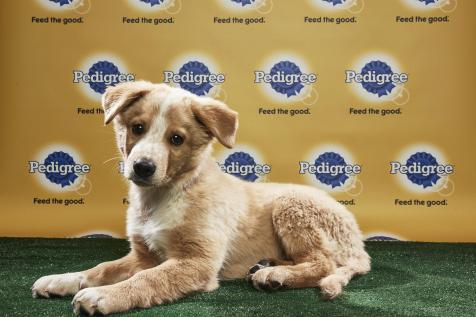 Puppy Bowl players are now on...Tinder?