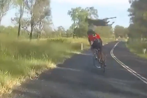 Watch this kangaroo dropkick an Aussie cyclist right in the chops