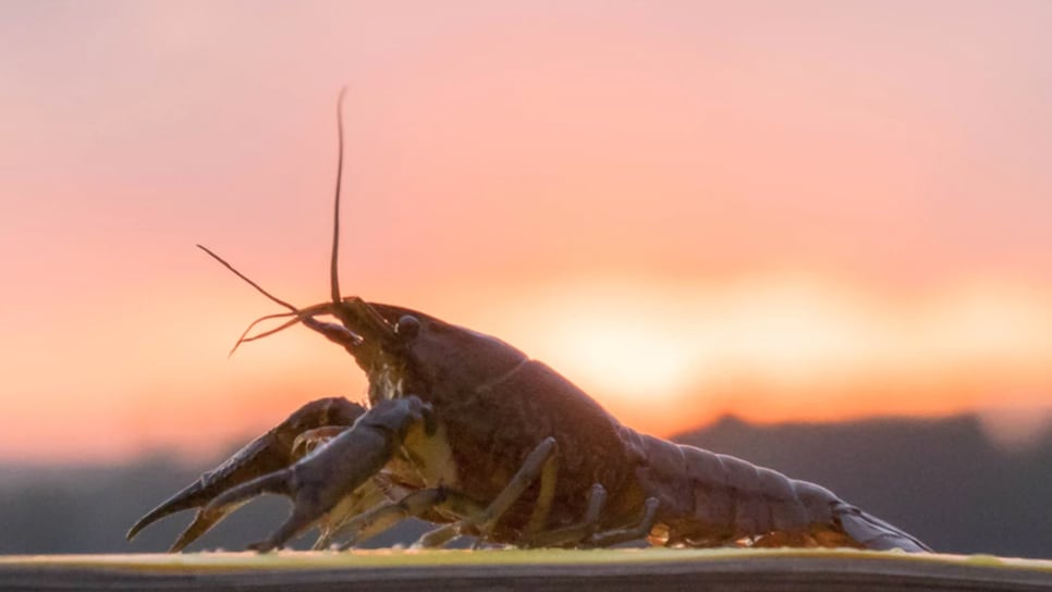 Self-cloning mutant crayfish are taking over Europe, but really no big deal, This is the Loop