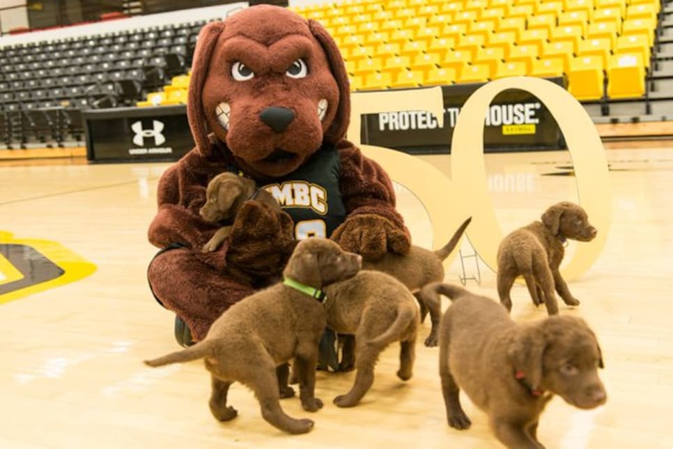 Let's Talk Mascots: The Cutest Aspect Of American College Sports - The  Edvocate