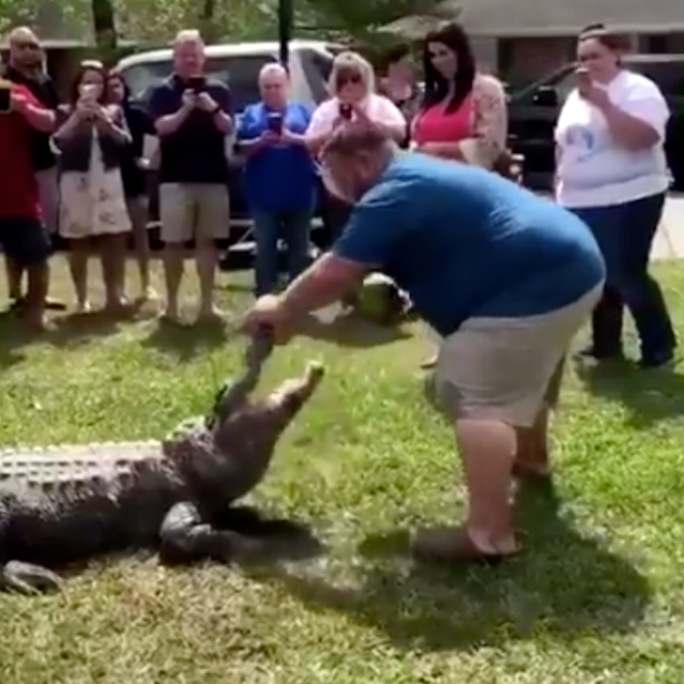 Absolute unit of a gator spotted on Florida golf course sparks viral  reaction, This is the Loop