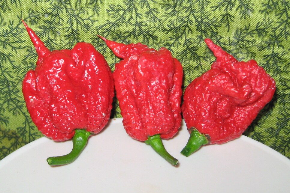 Carolina_Reaper_pepper_pods.jpg