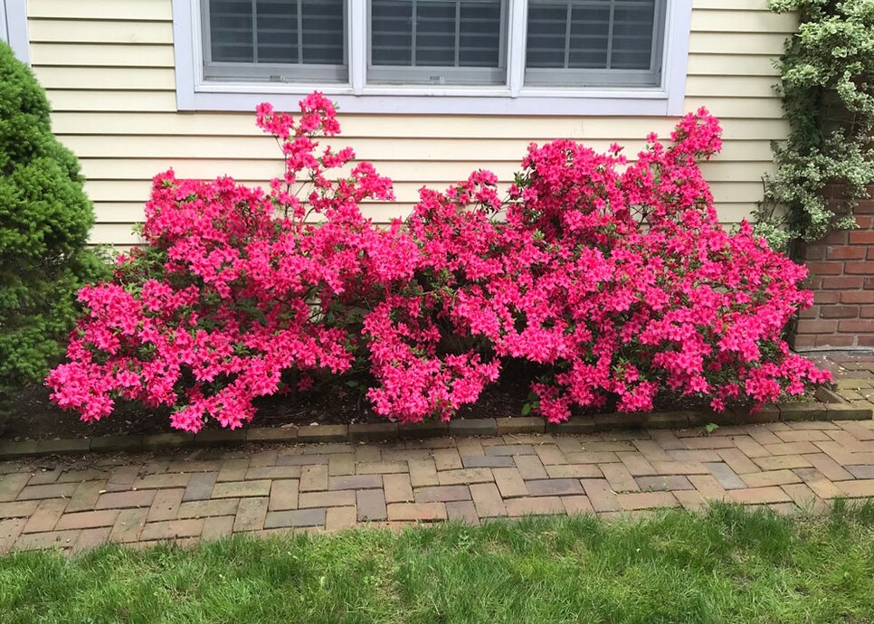 180522-azaleas.jpg