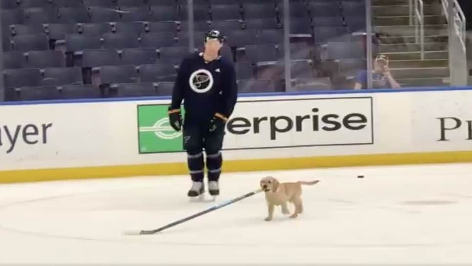 St. Louis Blues Puppy Practices With Team, Most Adorable Skate Ever!!!